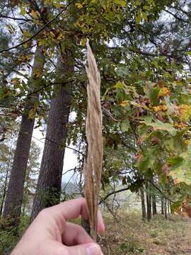 Image of Silver Plume Grass