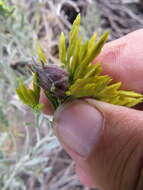 Image of Procecidochares minuta (Snow 1894)