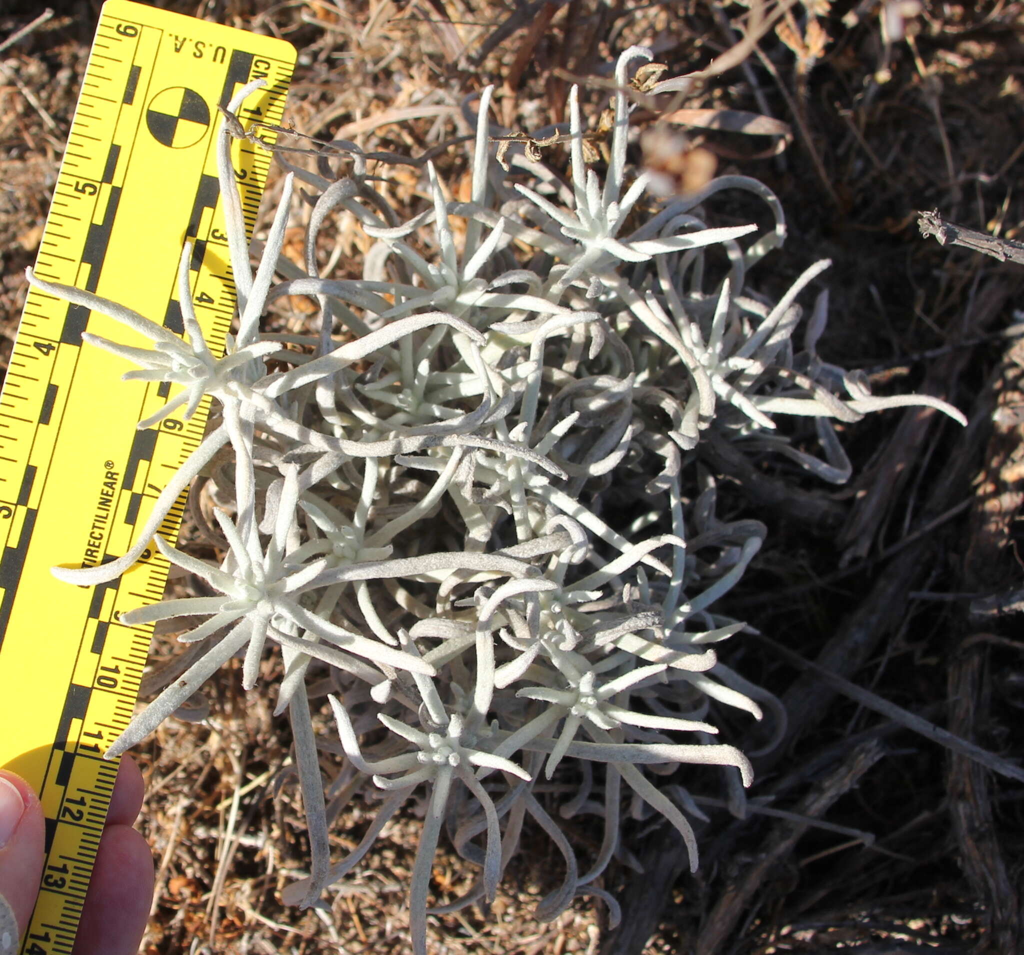 Image of Wright's cudweed