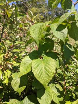 Image of rose blackberry