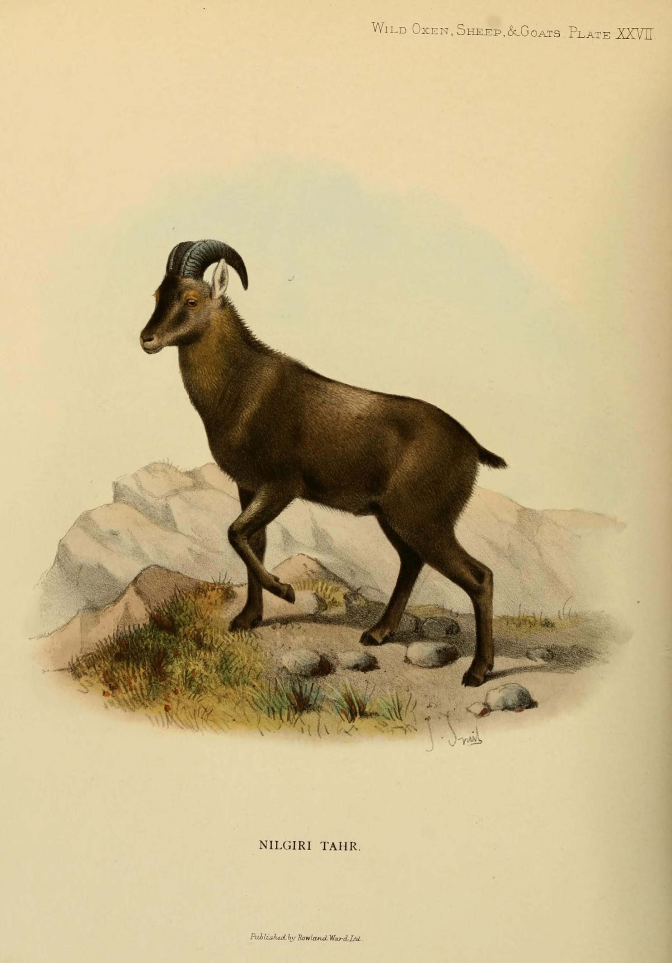 nilgiri-tahr-encyclopedia-of-life