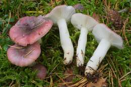 Image of Russula atrorubens Quél. 1898