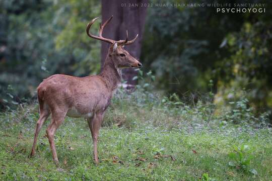 Image of Rucervus eldii thamin Thomas 1918