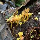 Image of Marasmius rhyssophyllus Mont. ex Berk. & M. A. Curtis 1868