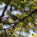 Image of Eurasian Blue Tit