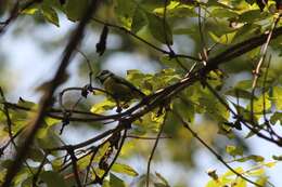 Imagem de Cyanistes caeruleus caeruleus (Linnaeus 1758)