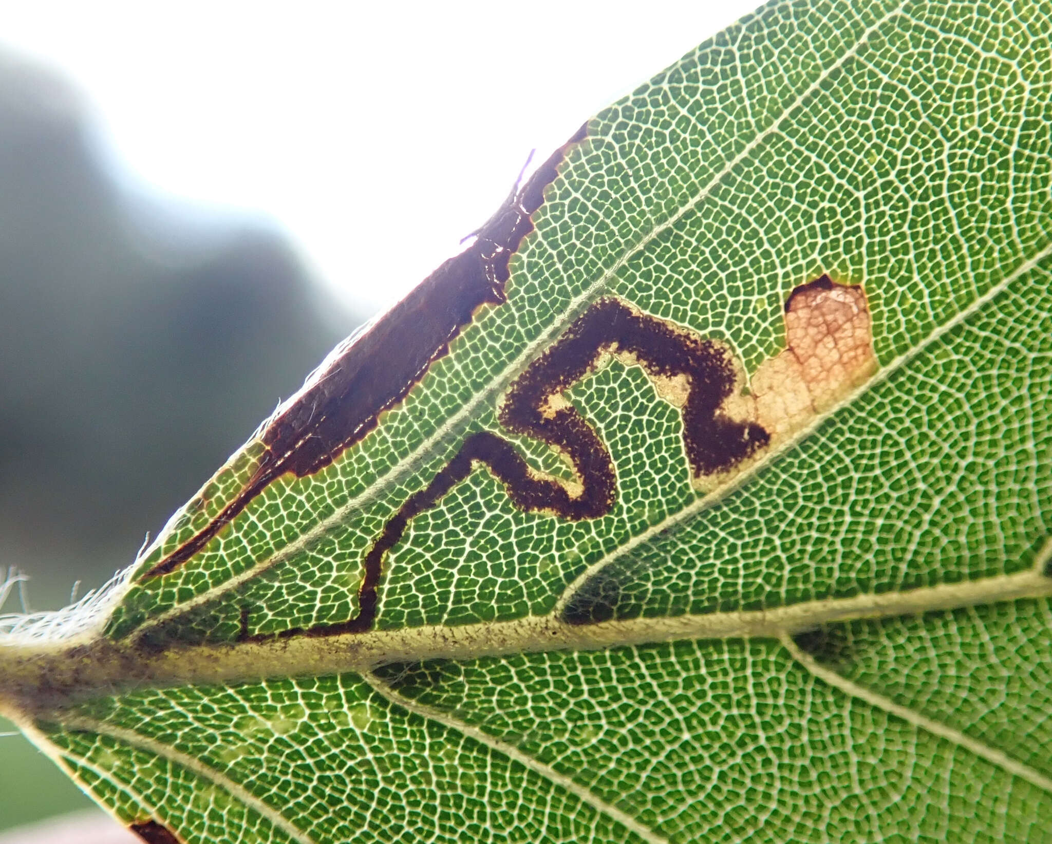 Sivun Stigmella tityrella (Stainton 1854) Hering 1957 kuva