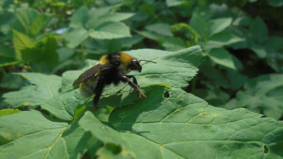 Plancia ëd Bombus distinguendus Morawitz 1869