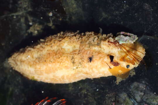 Image of pseudo-white sea cucumber