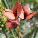 Image of Indigofera procumbens L.