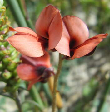 Image of Indigofera procumbens L.