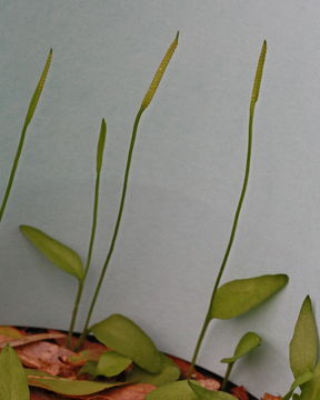 Image of longstem adderstongue