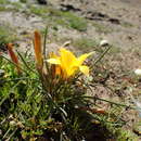 Image of Romulea diversiformis M. P. de Vos