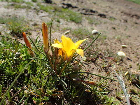 Romulea diversiformis M. P. de Vos的圖片