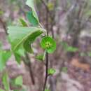 Image of Acalypha boinensis Leandri