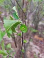 Image of Acalypha boinensis Leandri