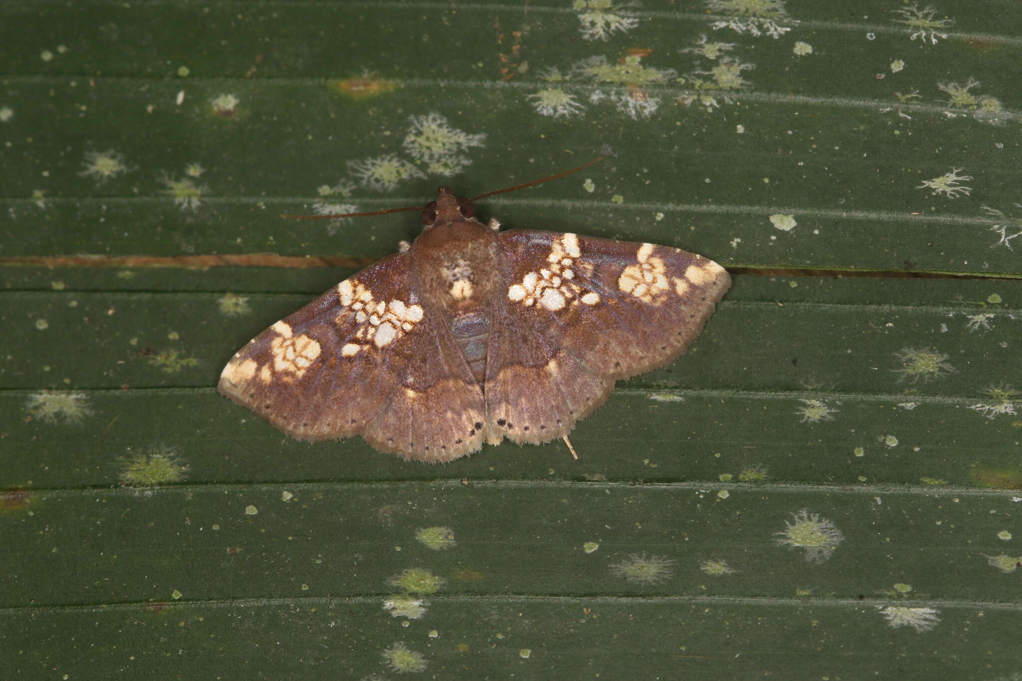 Image of Antiblemma perornata Schaus 1911