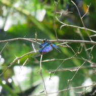 Image of Rhyothemis resplendens Selys 1878