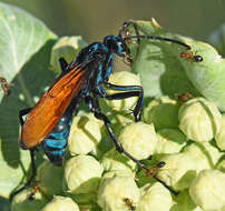 Image of Pepsis basifusca Lucas 1895