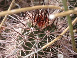 صورة Echinocereus coccineus subsp. coccineus