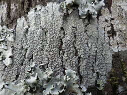 Image of pore lichen