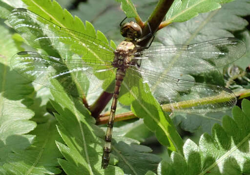 Слика од Notiothemis Ris 1919