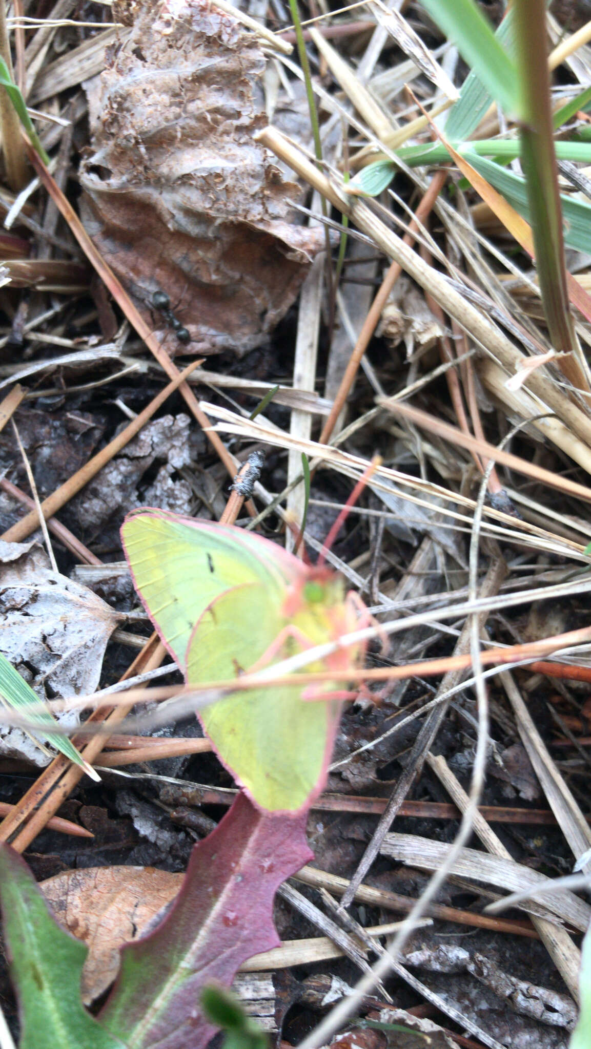 Imagem de Colias canadensis Ferris 1982