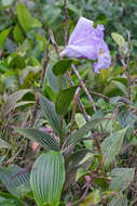 Image of Sobralia warszewiczii Rchb. fil.