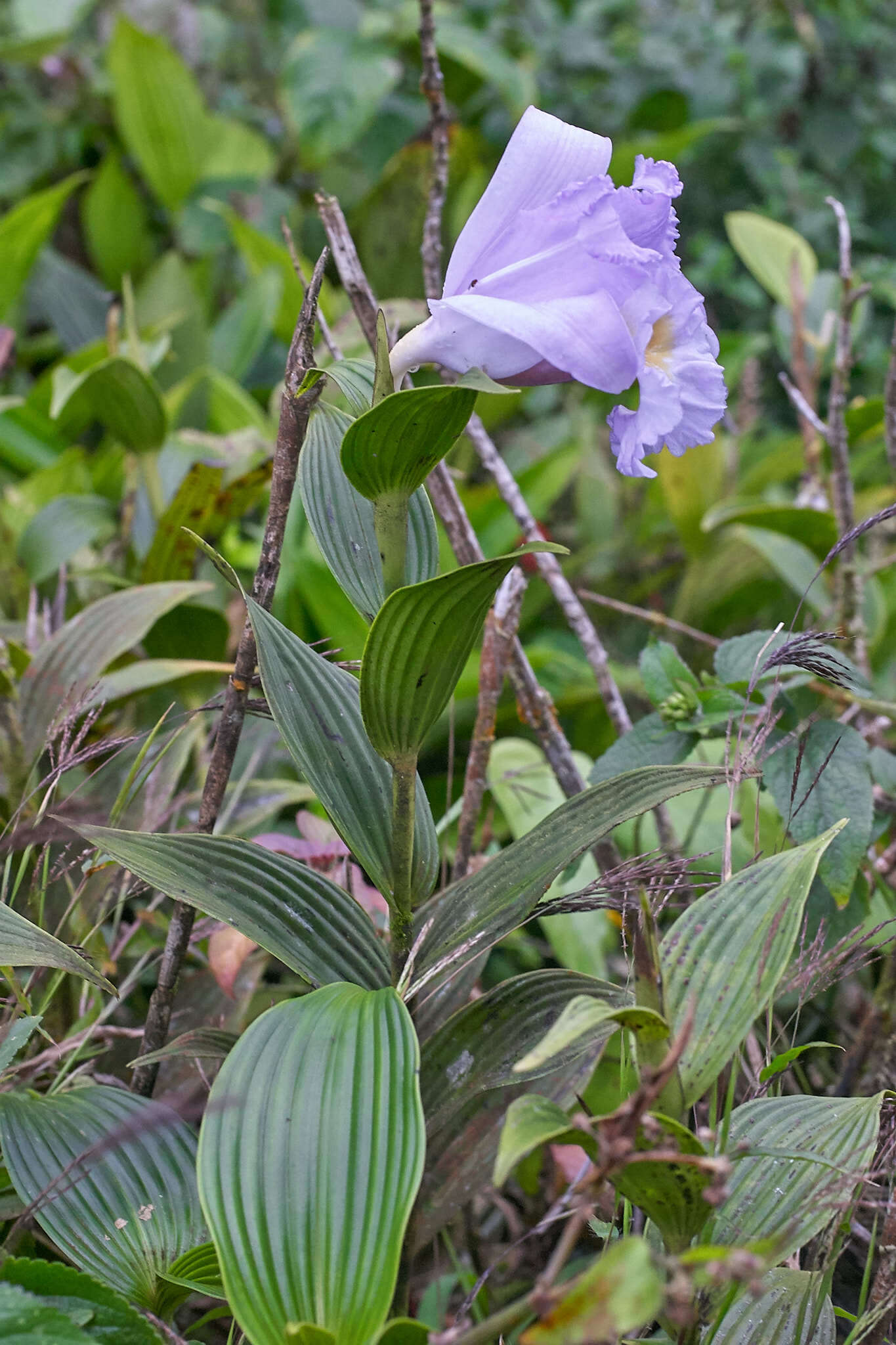 Image of Sobralia warszewiczii Rchb. fil.