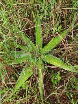 Image of Aloe greatheadii Schönland