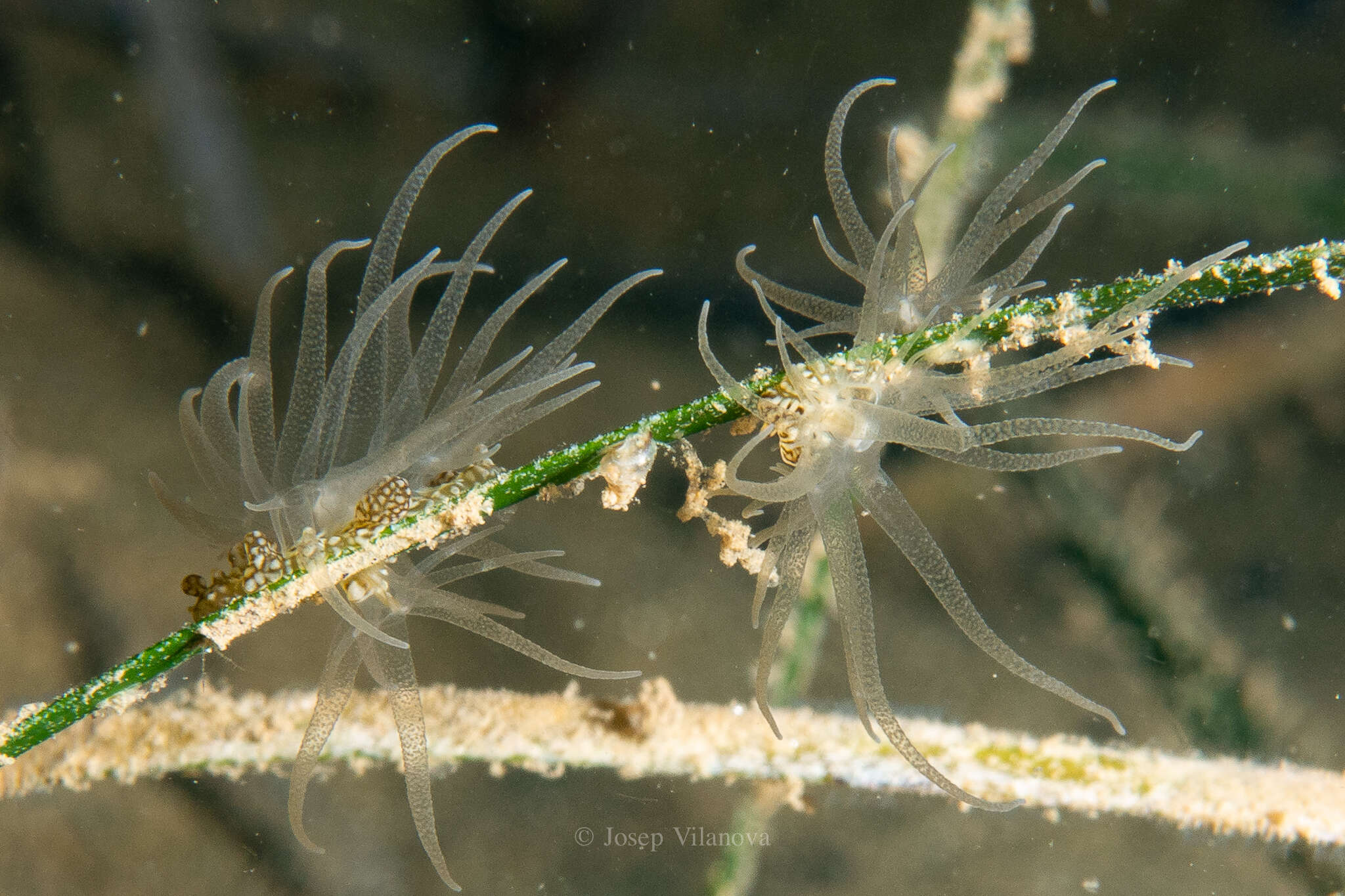 صورة Bunodeopsis strumosa Andrès 1881