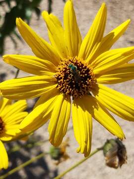 صورة Agapostemon texanus Cresson 1872