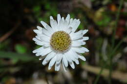 Image of Anaphalioides bellidioides (G. Forst.) D. Glenny