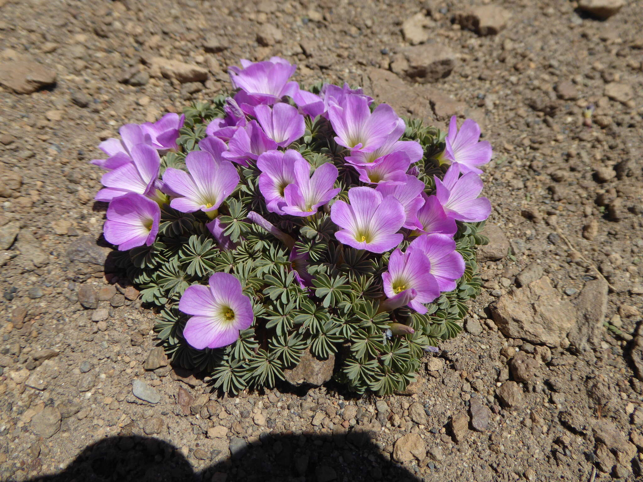 Слика од Oxalis adenophylla Gill.