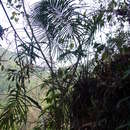 Image of Cycas falcata K. D. Hill