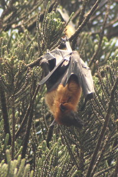 Image of Indian Flying Fox