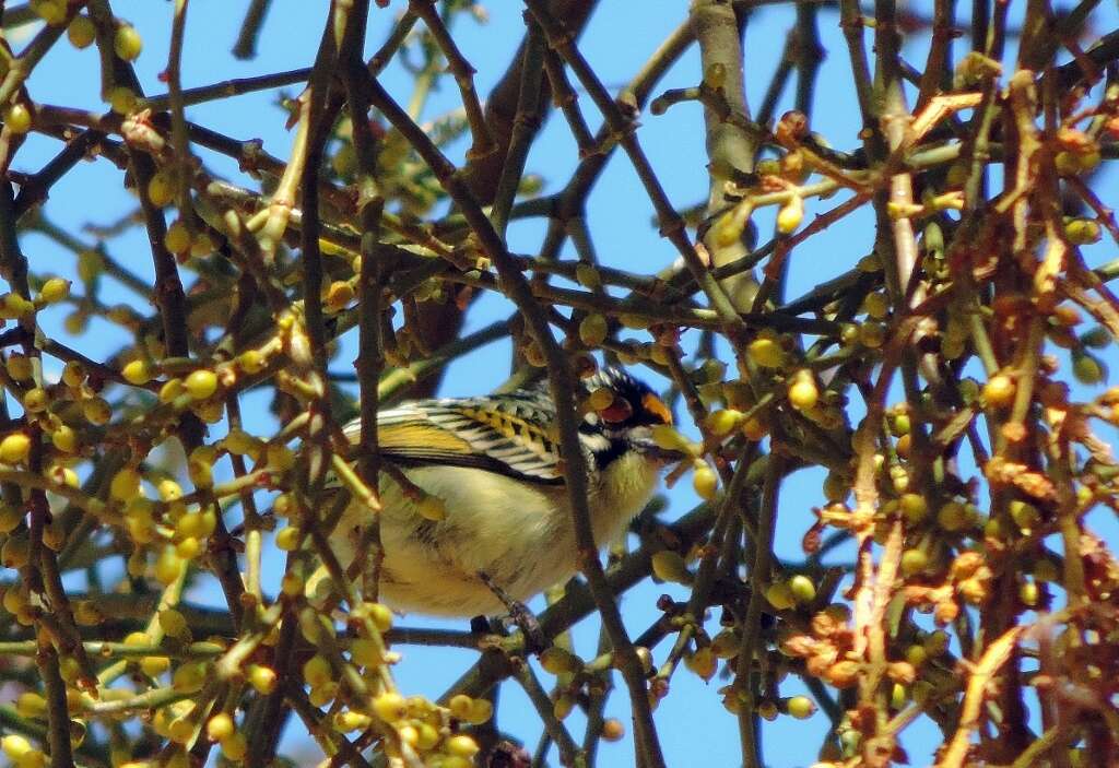 Image of Yellow-fronted Tinkerbird