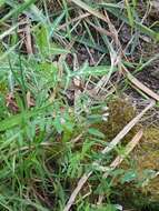 Image of Vicia pubescens (DC.) Link