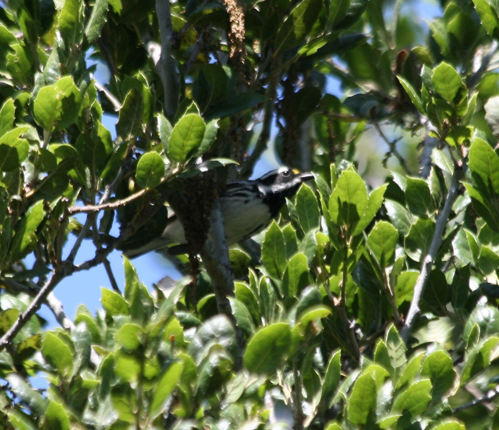 Image of Black-throated Grey Warbler