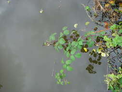 Image of Rubus nemoralis P. J. Müll.