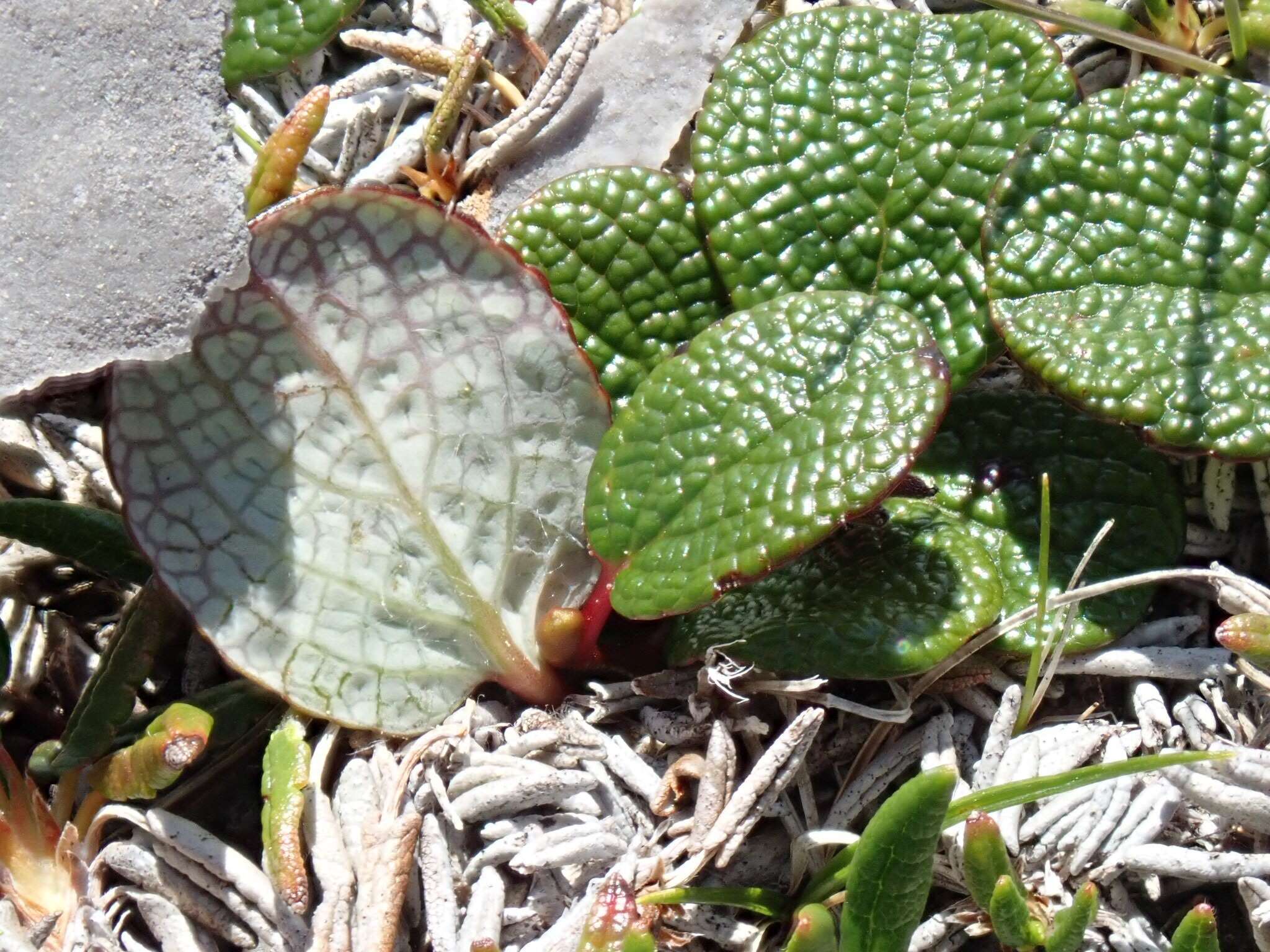 Image of netleaf willow