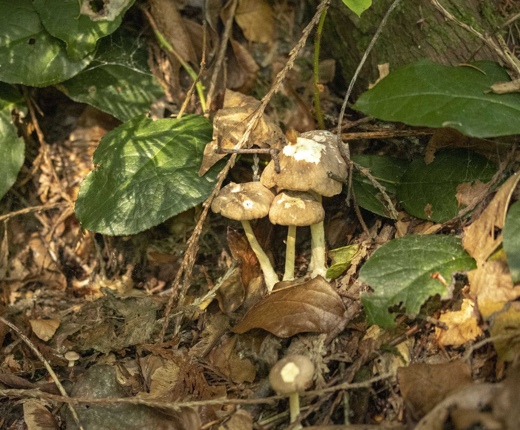 Image of Collybiopsis peronata (Bolton) R. H. Petersen