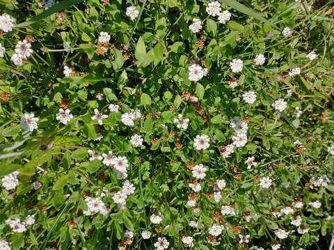 Phyla nodiflora var. minor (Gillies & Hook.) N. O'Leary & Múlgura的圖片