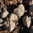 Image of Gibbaeum album N. E. Br.