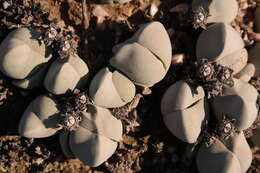 Image of Gibbaeum album N. E. Br.