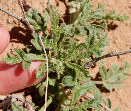 Image of scarlet globemallow