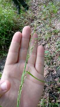 Image of Tropical Nut-Rush