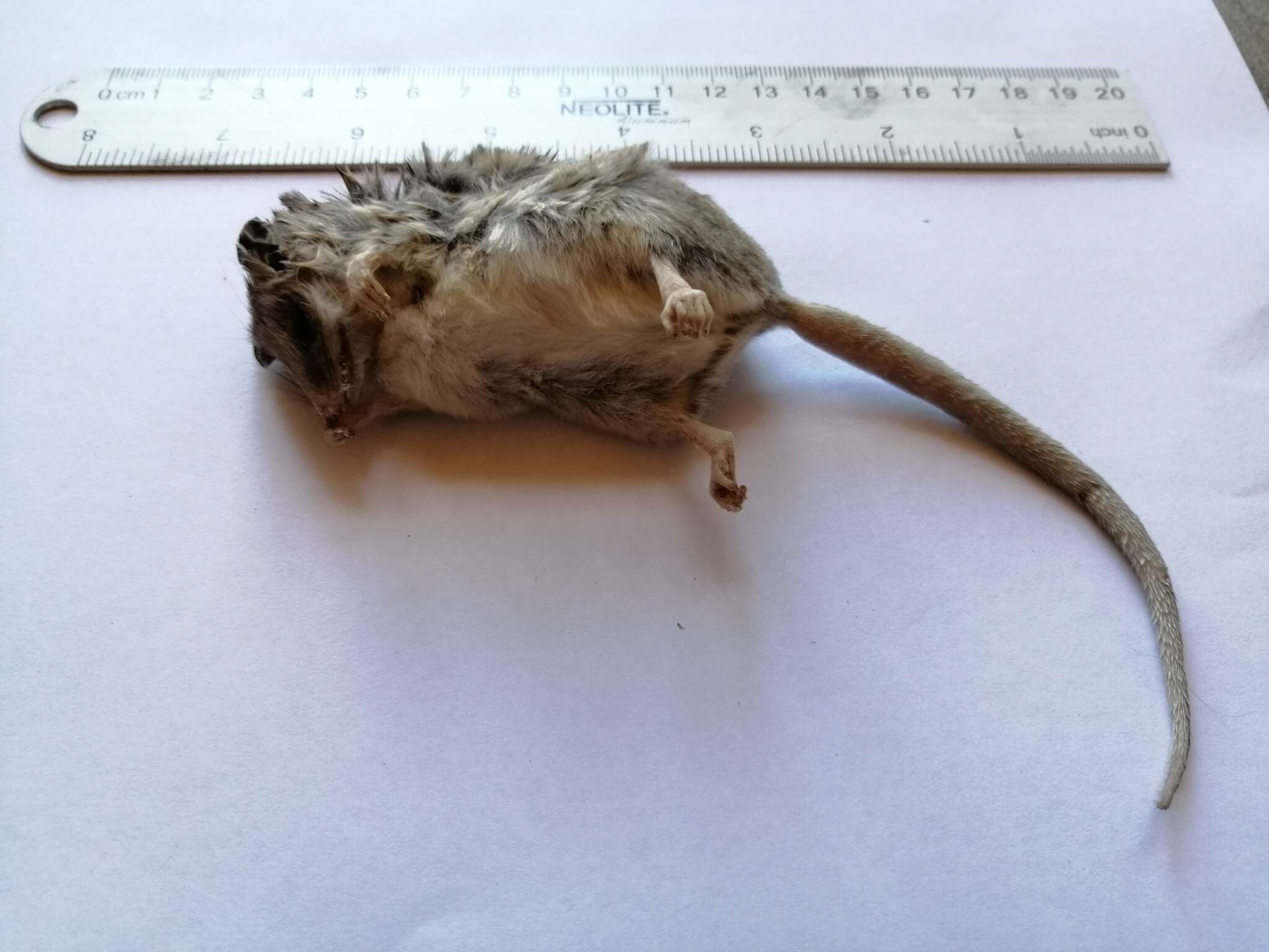 Image of Elegant Fat-tailed Mouse Opossum