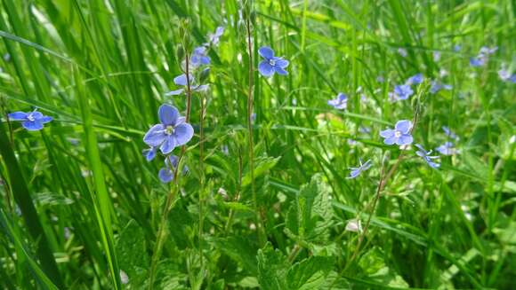 Sivun Veronica chamaedrys subsp. chamaedrys kuva