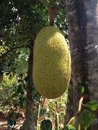 Image of jackfruit